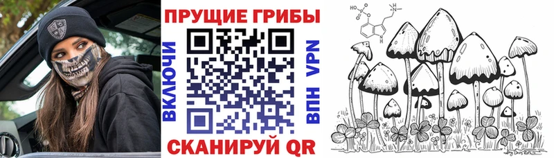 Галлюциногенные грибы Psilocybe  кракен как зайти  Весьегонск  где можно купить  